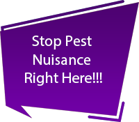 Pest Control Services in Siruseri