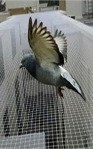 Bird Netting Services In Keelkattalai