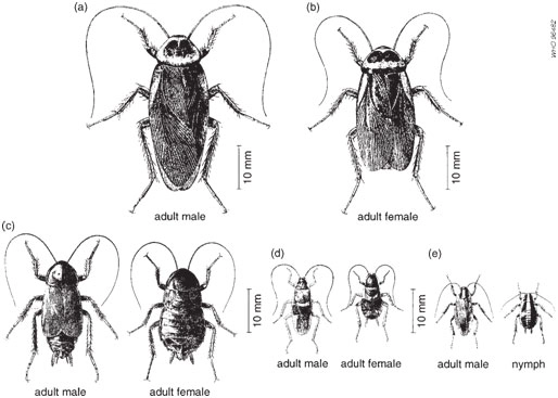 Cockroach control Services in Chennai