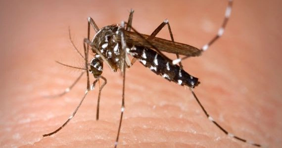 Mosquito control Service in Medavakkam