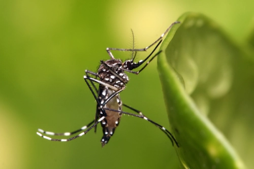 Mosquito control Service in Pallikaranai