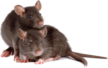 Rodent Control Services In Chennai